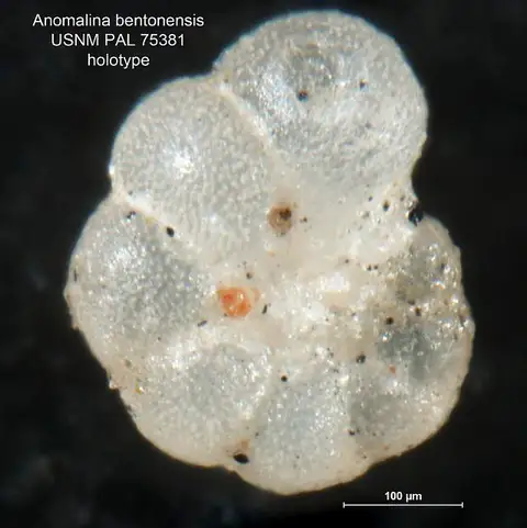 Dokumentasi USNM PAL75381 dengan identifikasi pada sumber Anomalina bentonensis. Isi dan label gambar dipertahankan.