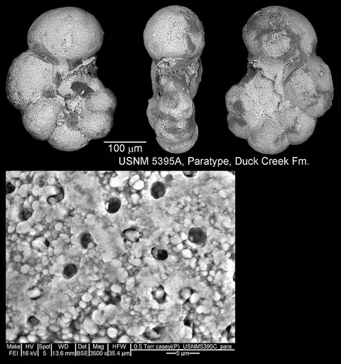 Dokumentasi USNM PR5395 dengan identifikasi pada sumber Planomalina caseyi. Isi dan label gambar dipertahankan.