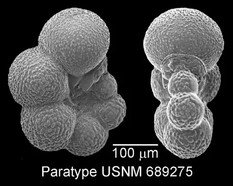 Dokumentasi USNM MO689275 dengan identifikasi pada sumber Globigerinelloides prairiehillensis. Isi dan label gambar dipertahankan.