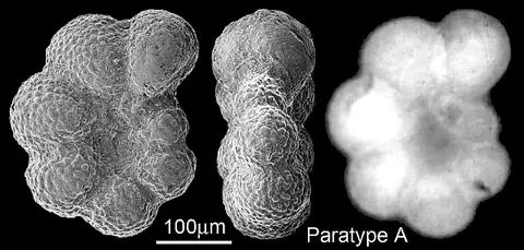 Dokumentasi USNM PAL189984 dengan identifikasi pada sumber Planomalina yaucoensis. Isi dan label gambar dipertahankan.
