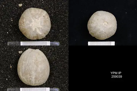 Dokumentasi YPM IP 259039 dengan identifikasi pada sumber Elaeacrinus verneuili. Isi dan label gambar dipertahankan.