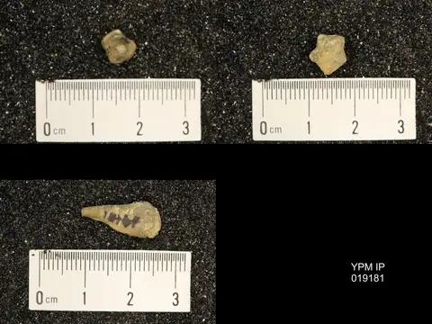 Dokumentasi YPM IP 019181 dengan identifikasi pada sumber Pentremitidea paillettei. Isi dan label gambar dipertahankan.