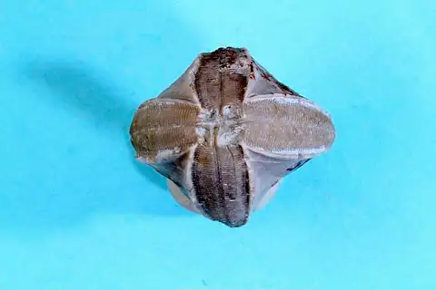 Dokumentasi USNM PAL476435 dengan identifikasi pada sumber Pentremites godoni. Isi dan label gambar dipertahankan.