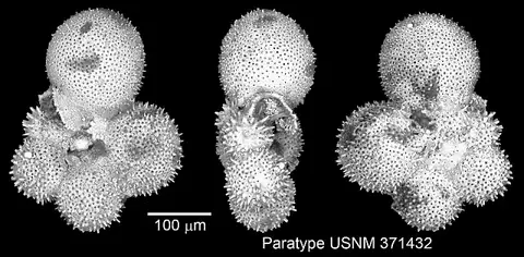 Dokumentasi USNM PAL371432 dengan identifikasi pada sumber Hedbergella amabilis. Isi dan label gambar dipertahankan.