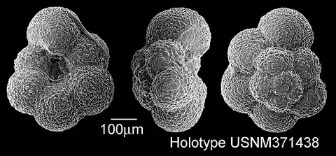 Dokumentasi USNM PAL371438 dengan identifikasi pada sumber Hedbergella brittonensis. Isi dan label gambar dipertahankan.