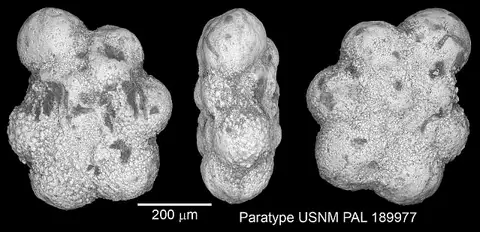 Dokumentasi USNM PAL189977 dengan identifikasi pada sumber Praeglobotruncana mattsoni. Isi dan label gambar dipertahankan.