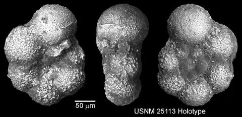 Dokumentasi USNM CC25113 dengan identifikasi pada sumber Globigerina planispira. Isi dan label gambar dipertahankan.