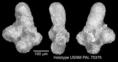 Dokumentasi USNM PAL75376 dengan identifikasi pada sumber Hastigerinella simplex. Isi dan label gambar dipertahankan.