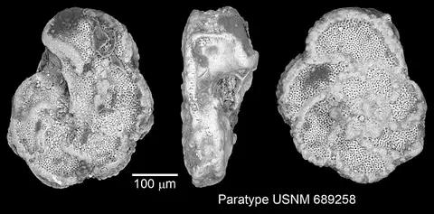 Dokumentasi USNM MO689258 dengan identifikasi pada sumber Marginotruncana pseudolinneiana. Isi dan label gambar dipertahankan.