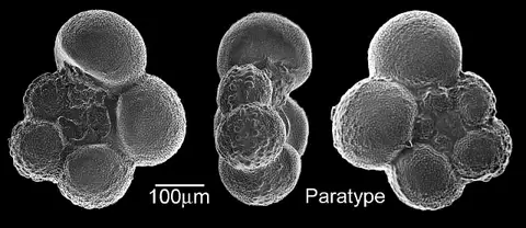 Dokumentasi USNM MO689279 dengan identifikasi pada sumber Archaeoglobigerina blowi. Isi dan label gambar dipertahankan.
