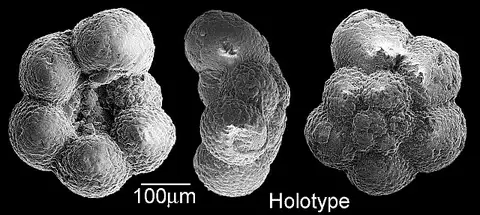 Dokumentasi USNM MO689281 dengan identifikasi pada sumber Archaeoglobigerina bosquensis. Isi dan label gambar dipertahankan.