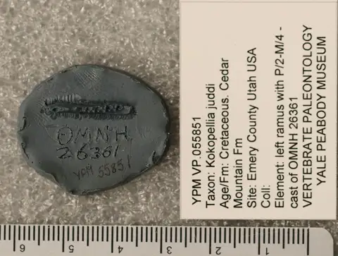 Dokumentasi YPM VP 055851 dengan identifikasi pada sumber Kokopellia juddi. Isi dan label gambar dipertahankan.