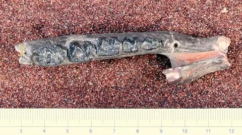 Dokumentasi USNM V22793 dengan identifikasi pada sumber Lambdotherium popoagicum. Isi dan label gambar dipertahankan.