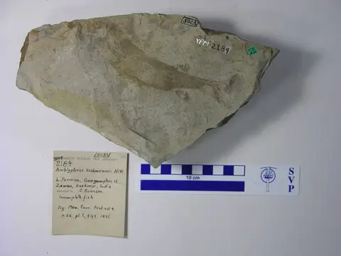 Dokumentasi YPM VP 002184 dengan identifikasi pada sumber Amblypterus kashmiriensis. Isi dan label gambar dipertahankan.