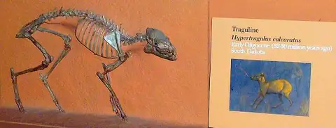Dokumentasi USNM V16744 dengan identifikasi pada sumber Hypertragulus calcaratus. Isi dan label gambar dipertahankan.