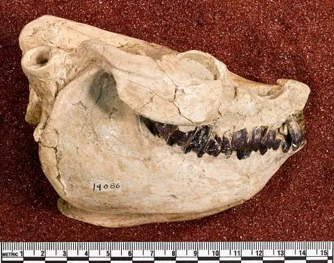Dokumentasi USNM V19086 dengan identifikasi pada sumber Cyclopidius simus. Isi dan label gambar dipertahankan.