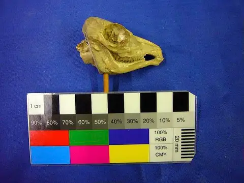 Dokumentasi USNM V19119 dengan identifikasi pada sumber Hypisodus minimus. Isi dan label gambar dipertahankan.
