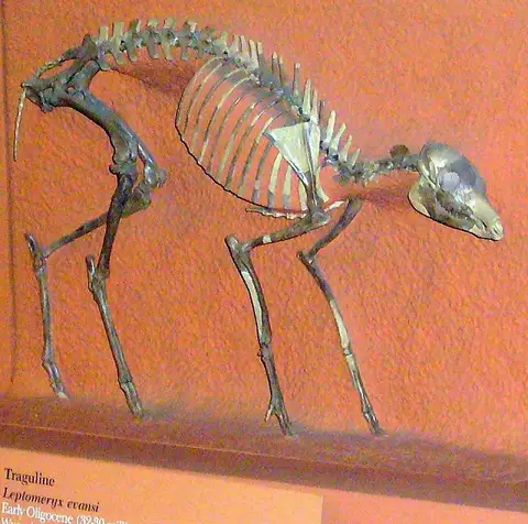 Dokumentasi USNM V16754 dengan identifikasi pada sumber Leptomeryx evansi. Isi dan label gambar dipertahankan.
