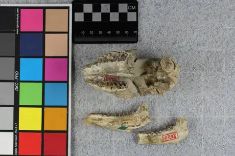 Dokumentasi YPM VP 010541 dengan identifikasi pada sumber Leptomeryx obliquidens. Isi dan label gambar dipertahankan.
