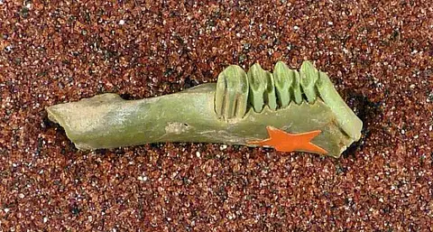 Dokumentasi USNM V10183 dengan identifikasi pada sumber Lepus benjamini. Isi dan label gambar dipertahankan.