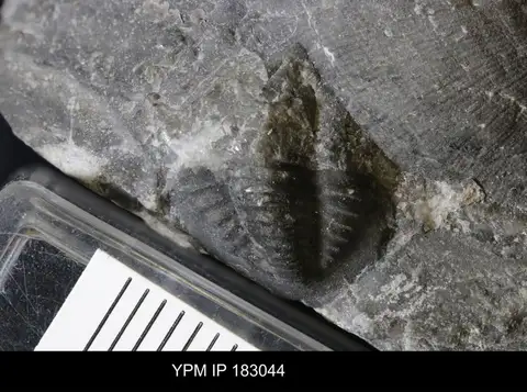 Dokumentasi YPM IP 183044 dengan identifikasi pada sumber Phillipsia gemmulifera. Isi dan label gambar dipertahankan.