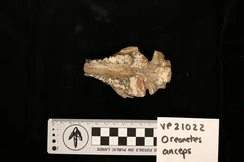 Dokumentasi YPM VP 021022 dengan identifikasi pada sumber Oreonetes anceps. Isi dan label gambar dipertahankan.