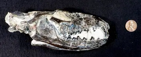 Dokumentasi USNM PAL361357 dengan identifikasi pada sumber Tritemnodon agilis. Isi dan label gambar dipertahankan.