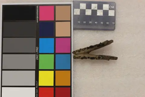 Dokumentasi YPM VP 013015 dengan identifikasi pada sumber Limnocyon verus. Isi dan label gambar dipertahankan.