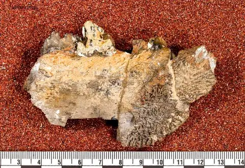 Dokumentasi USNM V5916 dengan identifikasi pada sumber Patriofelis ferox. Isi dan label gambar dipertahankan.