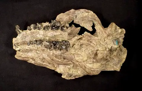 Dokumentasi USNM V12694 dengan identifikasi pada sumber Palaeosyops robustus. Isi dan label gambar dipertahankan.