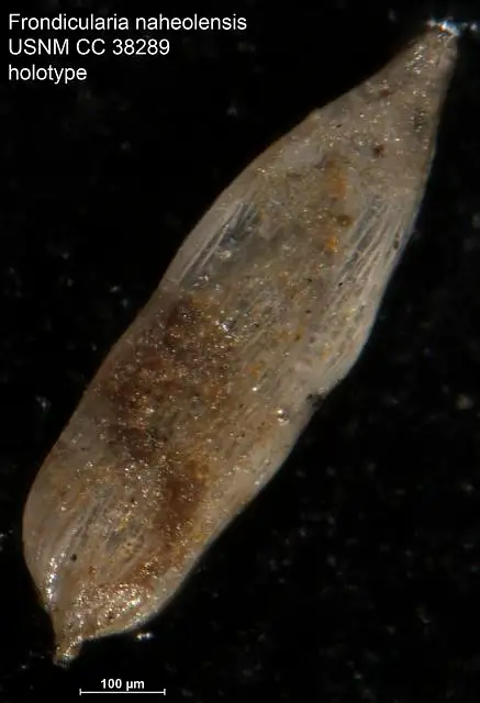 Dokumentasi USNM CC38289 dengan identifikasi pada sumber Frondicularia naheolensis. Isi dan label gambar dipertahankan.