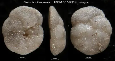 Dokumentasi USNM CC35733 dengan identifikasi pada sumber Discorbis midwayensis. Isi dan label gambar dipertahankan.