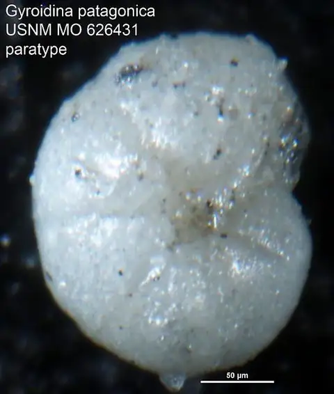 Dokumentasi USNM MO626431 dengan identifikasi pada sumber Gyroidina patagonica. Isi dan label gambar dipertahankan.