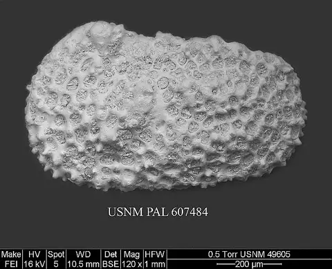 Dokumentasi USNM PAL607484 dengan identifikasi pada sumber Henryhowella nascens. Isi dan label gambar dipertahankan.