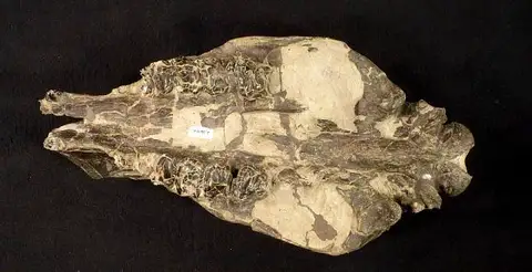 Dokumentasi USNM V23642 dengan identifikasi pada sumber Hyrachyus modestus. Isi dan label gambar dipertahankan.