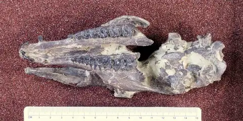 Dokumentasi USNM PAL363954 dengan identifikasi pada sumber Helaletes nanus. Isi dan label gambar dipertahankan.