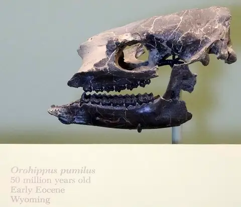 Dokumentasi USNM PAL363410 dengan identifikasi pada sumber Orohippus pumilus. Isi dan label gambar dipertahankan.