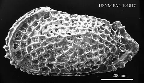 Dokumentasi USNM PAL191017 dengan identifikasi pada sumber Protocosta struveae. Isi dan label gambar dipertahankan.