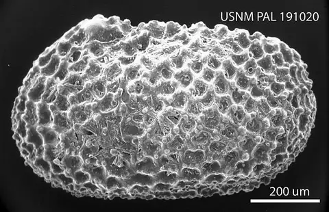 Dokumentasi USNM PAL191020 dengan identifikasi pada sumber Wichmannella meridionalis. Isi dan label gambar dipertahankan.