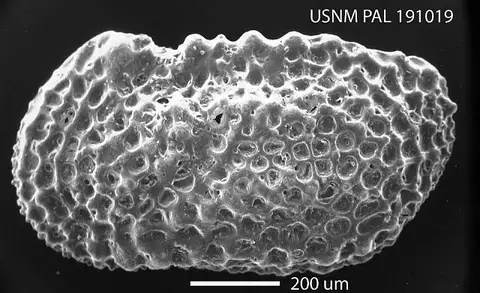 Dokumentasi USNM PAL191019 dengan identifikasi pada sumber Neoveenia argentinensis. Isi dan label gambar dipertahankan.