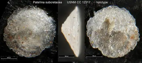 Dokumentasi USNM CC12517 dengan identifikasi pada sumber Patellina subcretacea. Isi dan label gambar dipertahankan.
