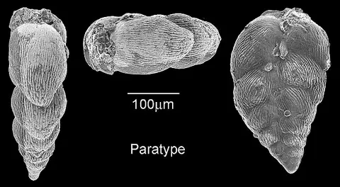Dokumentasi USNM PAL184727 dengan identifikasi pada sumber Pseudoguembelina costellifera. Isi dan label gambar dipertahankan.