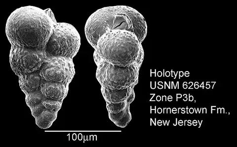 Dokumentasi USNM MO626457 dengan identifikasi pada sumber Woodringina hornerstownensis. Isi dan label gambar dipertahankan.