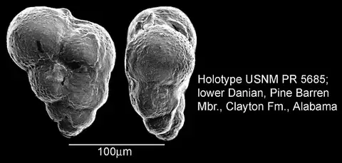 Dokumentasi USNM PR5685 dengan identifikasi pada sumber Woodringina claytonensis. Isi dan label gambar dipertahankan.