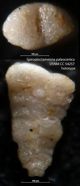 Dokumentasi USNM CC54257 dengan identifikasi pada sumber Spiroplectammina paleocenica. Isi dan label gambar dipertahankan.