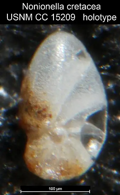 Dokumentasi USNM CC15209 dengan identifikasi pada sumber Nonionella cretacea. Isi dan label gambar dipertahankan.