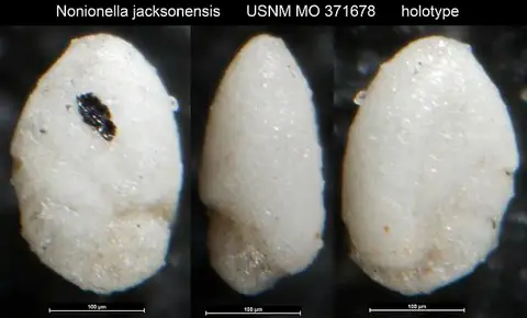 Dokumentasi USNM MO371678 dengan identifikasi pada sumber Nonionella jacksonensis. Isi dan label gambar dipertahankan.