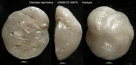 Dokumentasi USNM CC58475 dengan identifikasi pada sumber Cibicides reprimatus. Isi dan label gambar dipertahankan.