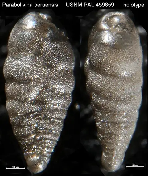 Dokumentasi USNM PAL459659 dengan identifikasi pada sumber Parabolivina peruensis. Isi dan label gambar dipertahankan.