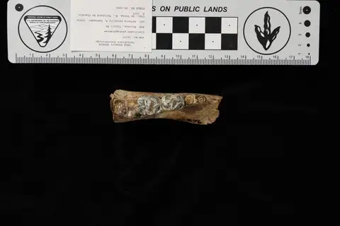 Dokumentasi YPM VP 020076 dengan identifikasi pada sumber Listriodon pentapotamiae. Isi dan label gambar dipertahankan.